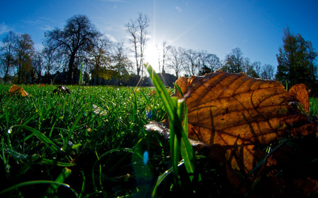 Nature - colorful, leafs, trees, nature, beautiful, green, grass, sky