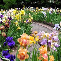 Multicolor place with irises