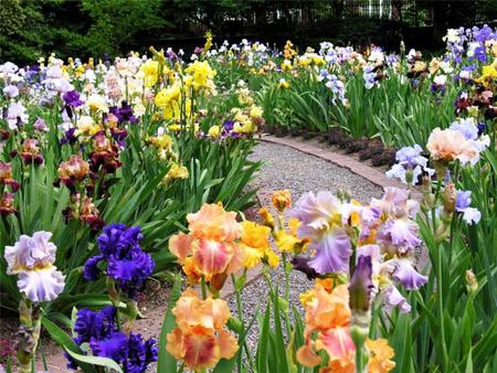 Multicolor place with irises - blooming, welcoming place, colorful, place, iris, nice place, spring, nature, alley, flowers, garden