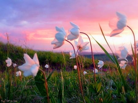 Evening reflections - pastel sky, sunset, field, spring, pink, blue, green, breeze, flowers