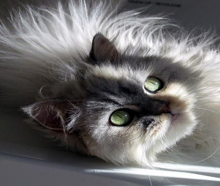 Angora - cute, eyes, cat, animals, angora