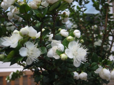 Mirte Flowers - white, flowers, lovely, spring