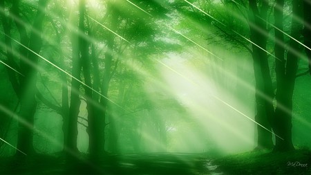 First Light - morning, trees, forest, light, sun, green, beams, firefox persona