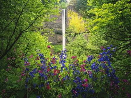 falls behind - flowers, trees, nature, waterfall, plants