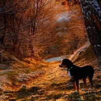 ENTLEBUCHER MOUNTAIN DOG