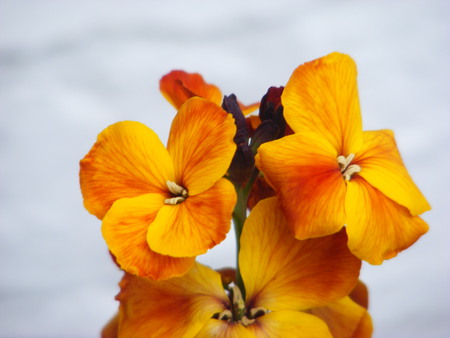 The Wallflower, - wallflower, wall, orange, flowers, scent