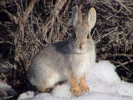 bunny - wild, snow, animals, sweet, bunny, cute