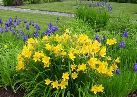 springflowers - flowers, spring, iris, garden