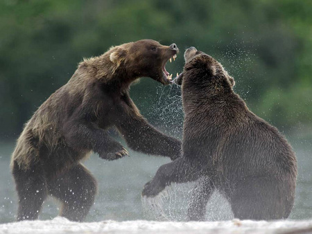 The fight for food - bears, the fight, animals, water