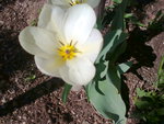 White Tulip