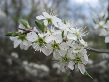 Blossoms - white, flowers, blossoms, spring