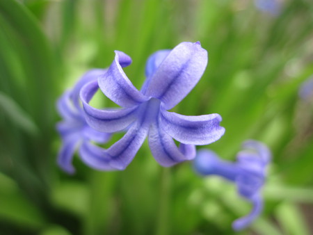 Violet Flower - mc, violet, spring, flower