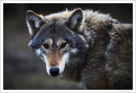 Timber wolf - winter, spirit, beautiful, majestic, canine, snow, timber wolf, dog, friendship, pack, mythical, howl, grey wolf, grey