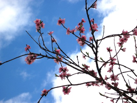 Blossoms & sky - sky, mc, blossoms, pink, flowers