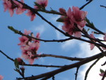 Blossoms & Sky