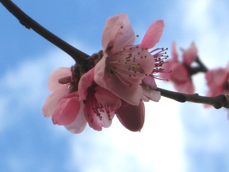 Blossoms & Sky - sky, mc, blossoms, pink, flowers