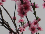 Blossoms & Dark Sky