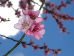 Blossoms & Sky