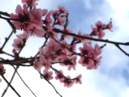 Blossoms - sky, mc, blossoms, pink, flowers