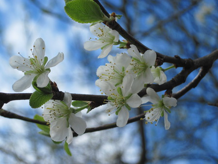 White Blossoms - flowers, blossoms, white, mc, sky