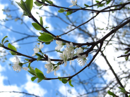 Blossoms - flowers, blossoms, white, mc, sky