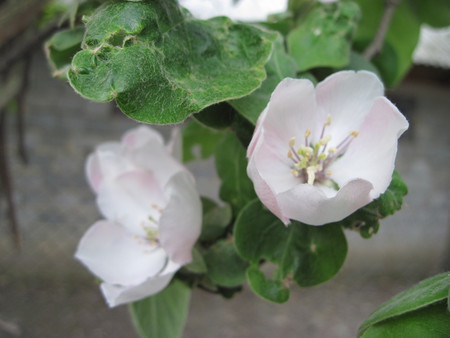 Blossoms - white, mc, flowers, blossoms