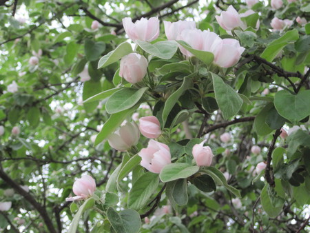 Blossoms - mc, flowers, blossoms, white