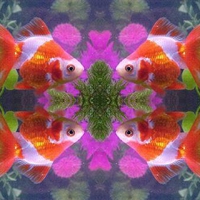 GOLDFISH ABSTRACT