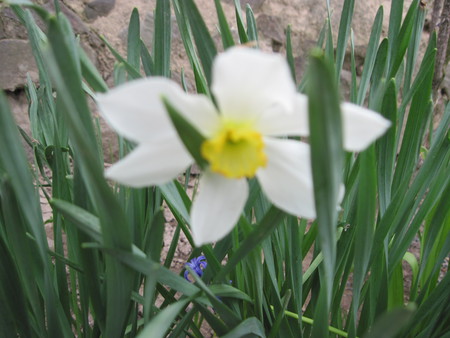 Lent Lily - white, mc, flowers, lent lily