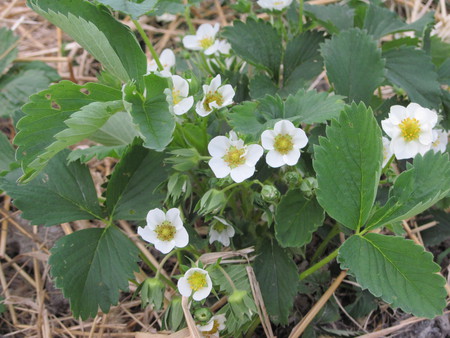 Strawberries Flowers - strawberries, mc, flowers, nature