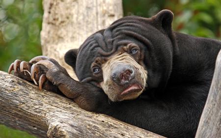 I am tired. - animal, bear, i am tired, tree asianbear