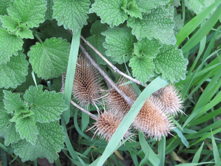 Thistle - mc, thistle, nature, green