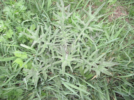 Thistle - mc, thistle, nature, green