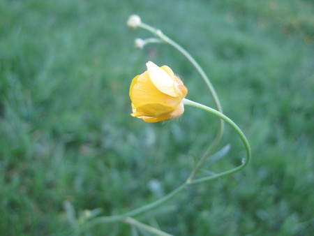 Flower - yellow flower, nature, yellow, mc, flower