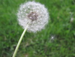 Dandelion