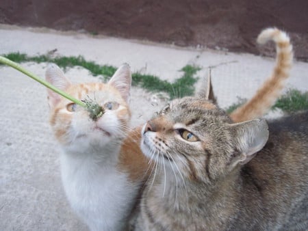 Cats and dandelion - flowers, cats, mc, animals