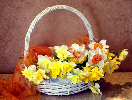 Spring Flowers - beauty, gift, daffodils, basket, scarf, white narcissus, still life, spring, nature, fragrant, beautiful, flowers, color