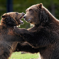 Bears fight