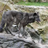 Eastern Timber wolf