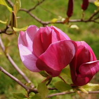 magnolia flowers