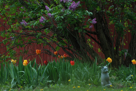 Spring in garden - garden, tulips, home, spring, lilacs