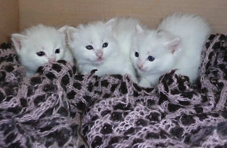 little sisters - white, little, cat, kittens, sisters