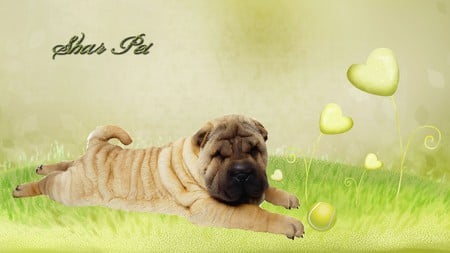 Shar Pei - green firefox persona, wrinkled, dog, pup, grass, love, wrinkles, shar pei, puppy, hearts