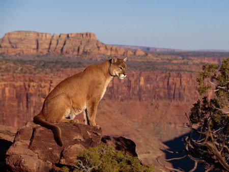 Puma (cougar) - nature, puma, canyon, animals, rock