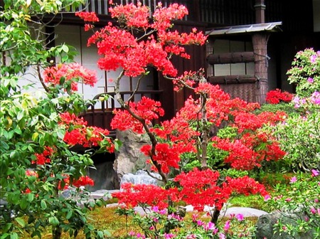 Spring  flowers 2 - red, pink, oriental, view beautiful photography, spring flowers, relaxing, nature, color, exotic, blossoming, green