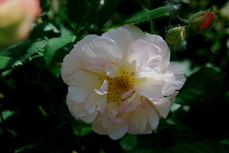 Dog Rose - rose, wild rose, wild flower, dog rose