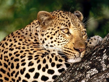 Relaxing moment - animal, in the wild, time, big cats, relaxing, nice, picture, wild, nature