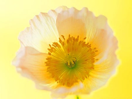 I wish you all a sunny day - sunny, yellow, yellow white, gold, flower