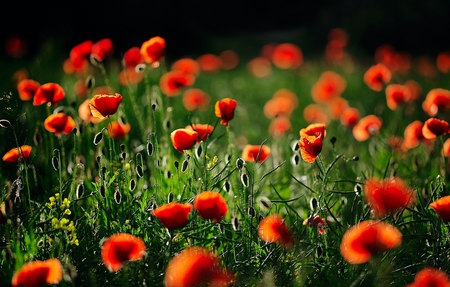 poppies - flowers, field, poppies, red