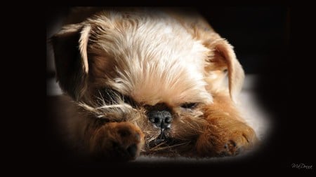 Ikorus Sleeping - brussels griffon, tired, sleep, dog, pup, puppy, firefox persona